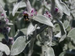 Byzantinischer Wollziest 20 Byzantinischer Wollziest -Günstiges Garten Zart Geschäft byzantinischer wollziest m001703 w 0