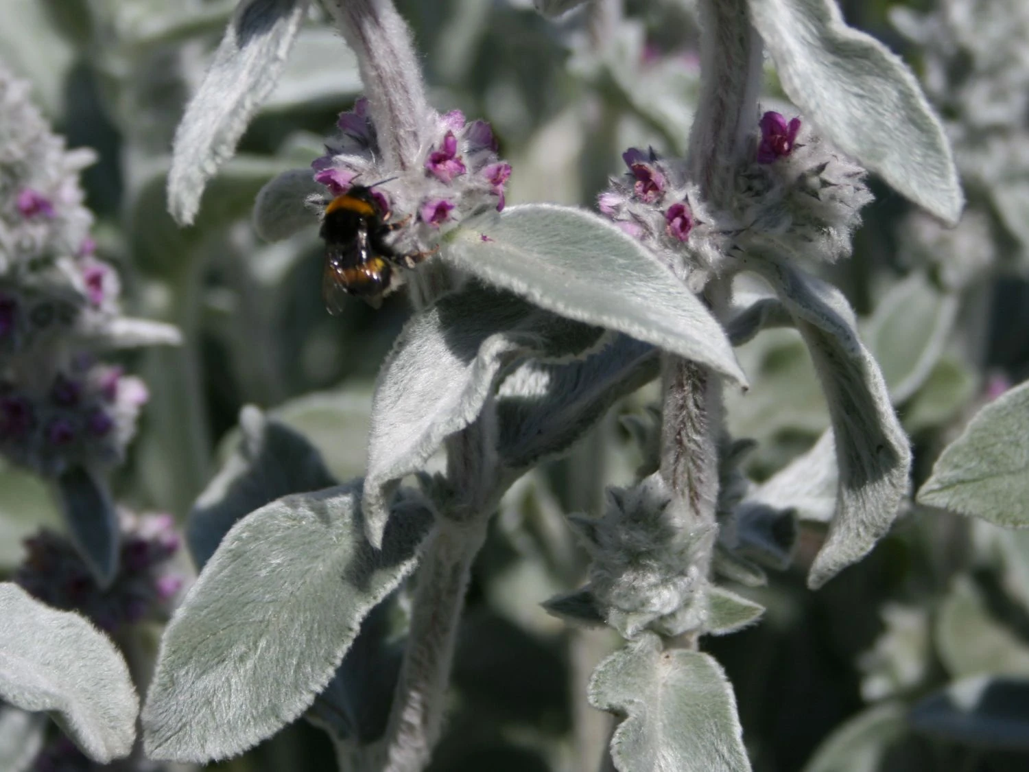 Byzantinischer Wollziest 5 Byzantinischer Wollziest – Bild 3