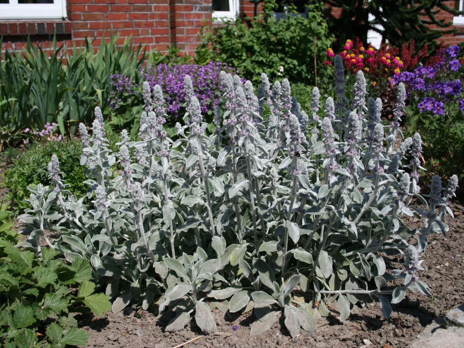 Byzantinischer Wollziest 6 Byzantinischer Wollziest – Bild 4