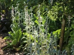 Byzantinischer Wollziest 27 Byzantinischer Wollziest -Günstiges Garten Zart Geschäft byzantinischer wollziest m001703 w 10