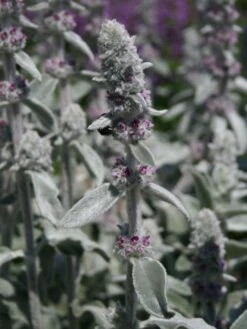 Byzantinischer Wollziest 29 Byzantinischer Wollziest -Günstiges Garten Zart Geschäft byzantinischer wollziest m001703 w 2