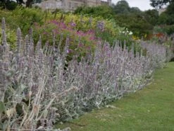 Byzantinischer Wollziest 28 Byzantinischer Wollziest -Günstiges Garten Zart Geschäft byzantinischer wollziest m001703 w 3