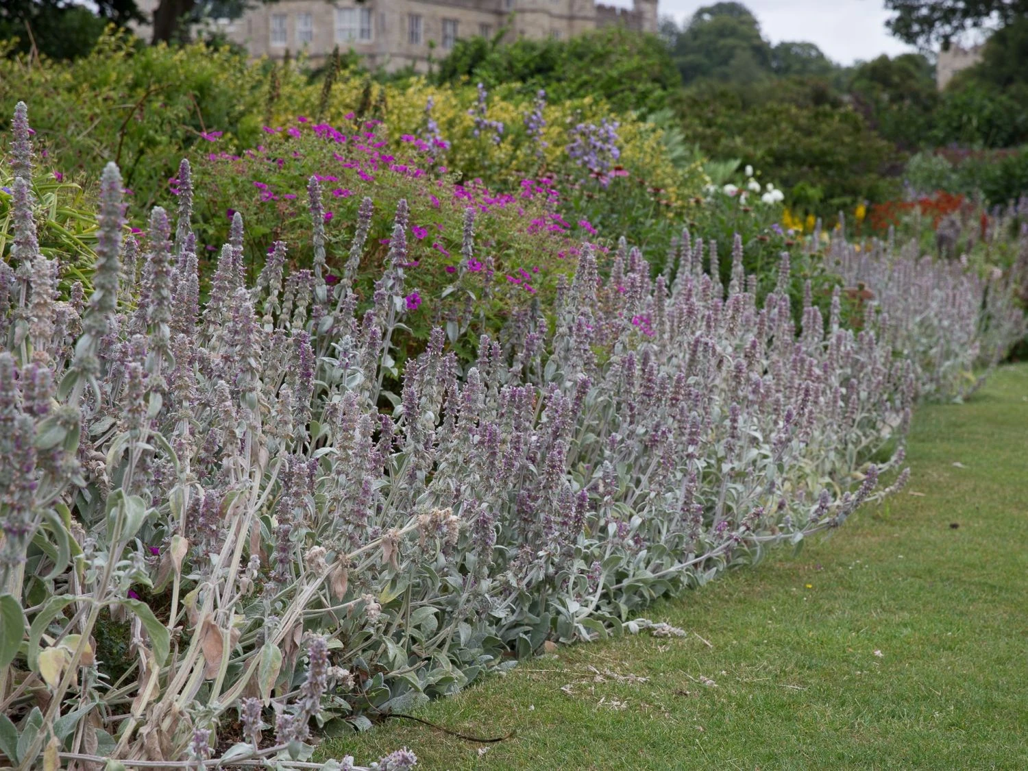 Byzantinischer Wollziest 13 Byzantinischer Wollziest – Bild 11