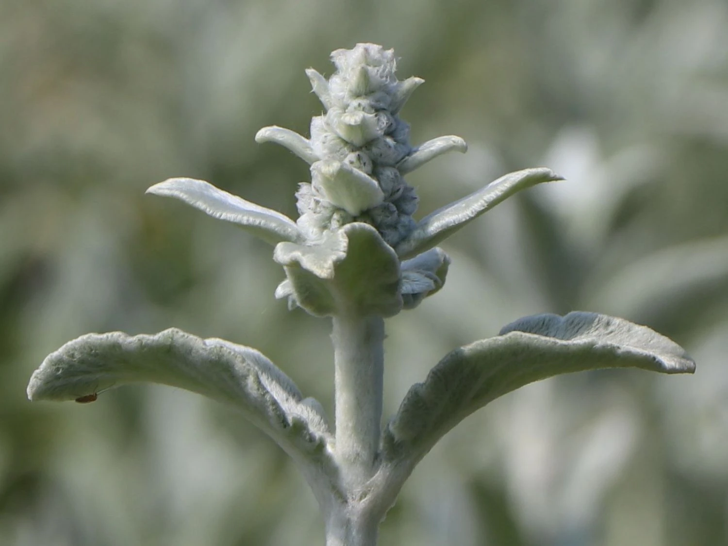 Byzantinischer Wollziest 9 Byzantinischer Wollziest – Bild 7