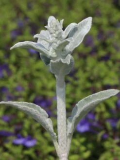 Byzantinischer Wollziest 25 Byzantinischer Wollziest -Günstiges Garten Zart Geschäft byzantinischer wollziest m001703 w 5