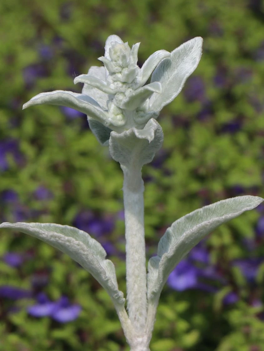 Byzantinischer Wollziest 10 Byzantinischer Wollziest – Bild 8