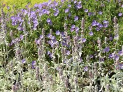 Byzantinischer Wollziest 22 Byzantinischer Wollziest -Günstiges Garten Zart Geschäft byzantinischer wollziest m001703 w 6