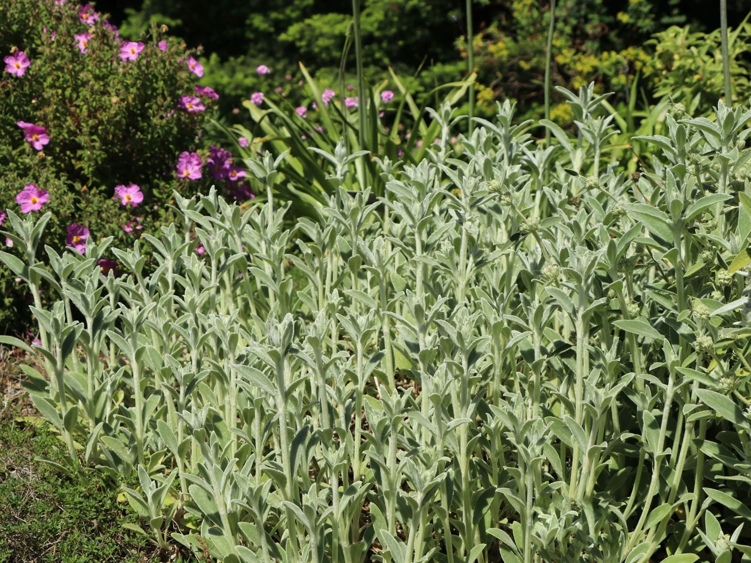 Byzantinischer Wollziest 4 Byzantinischer Wollziest – Bild 2