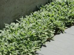 Byzantinischer Wollziest 26 Byzantinischer Wollziest -Günstiges Garten Zart Geschäft byzantinischer wollziest m001703 w 8