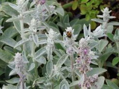 Byzantinischer Wollziest 23 Byzantinischer Wollziest -Günstiges Garten Zart Geschäft byzantinischer wollziest m001703 w 9