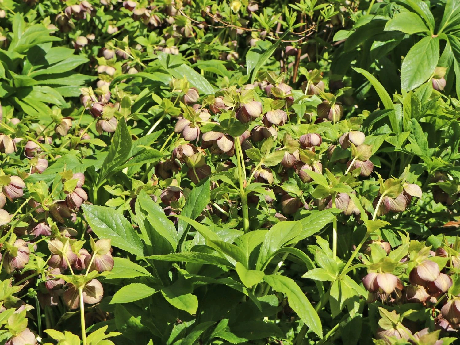 Christrose 'Pretty Ellen Purple' 4 Christrose 'Pretty Ellen Purple' – Bild 2