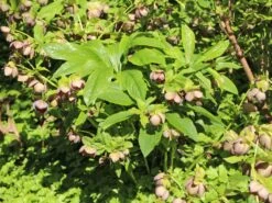 Christrose 'Pretty Ellen Purple' 7 Christrose 'Pretty Ellen Purple' -Günstiges Garten Zart Geschäft christrose pretty ellen purple m122801 w 1