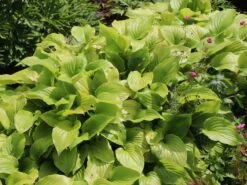 Duftende Lilien-Funkie 'Aphrodite'