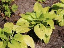 Duftende Lilien-Funkie 'Aphrodite' -Günstiges Garten Zart Geschäft duftende lilien funkie aphrodite m059074 w 0