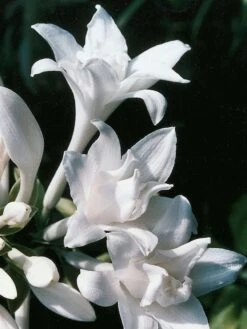 Duftende Lilien-Funkie 'Aphrodite' -Günstiges Garten Zart Geschäft duftende lilien funkie aphrodite m059074 w 1