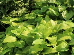 Duftende Lilien-Funkie 'Aphrodite' -Günstiges Garten Zart Geschäft duftende lilien funkie aphrodite m059074 w 2