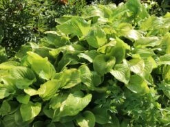 Duftende Lilien-Funkie 'Aphrodite' -Günstiges Garten Zart Geschäft duftende lilien funkie aphrodite m059074 w 3