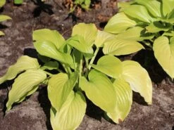 Duftende Lilien-Funkie 'Aphrodite' -Günstiges Garten Zart Geschäft duftende lilien funkie aphrodite m059074 w 5