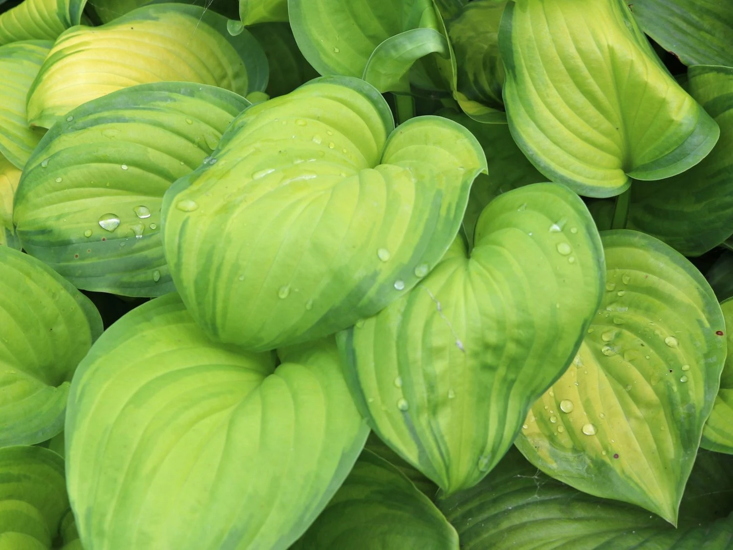 Duftende Lilien-Funkie 'Guacamole' 3 Duftende Lilien-Funkie 'Guacamole'