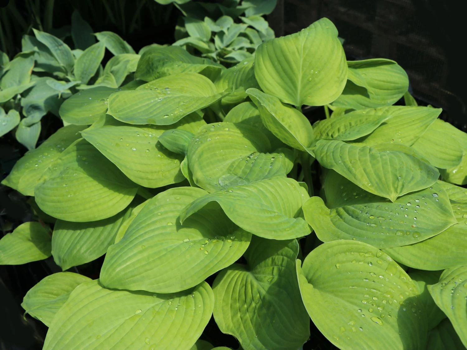 Duftende Lilien-Funkie 'Guacamole' 4 Duftende Lilien-Funkie 'Guacamole' – Bild 2