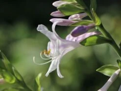 Duftende Lilien-Funkie 'Guacamole' 9 Duftende Lilien-Funkie 'Guacamole' -Günstiges Garten Zart Geschäft duftende lilien funkie guacamole m059076 w 1
