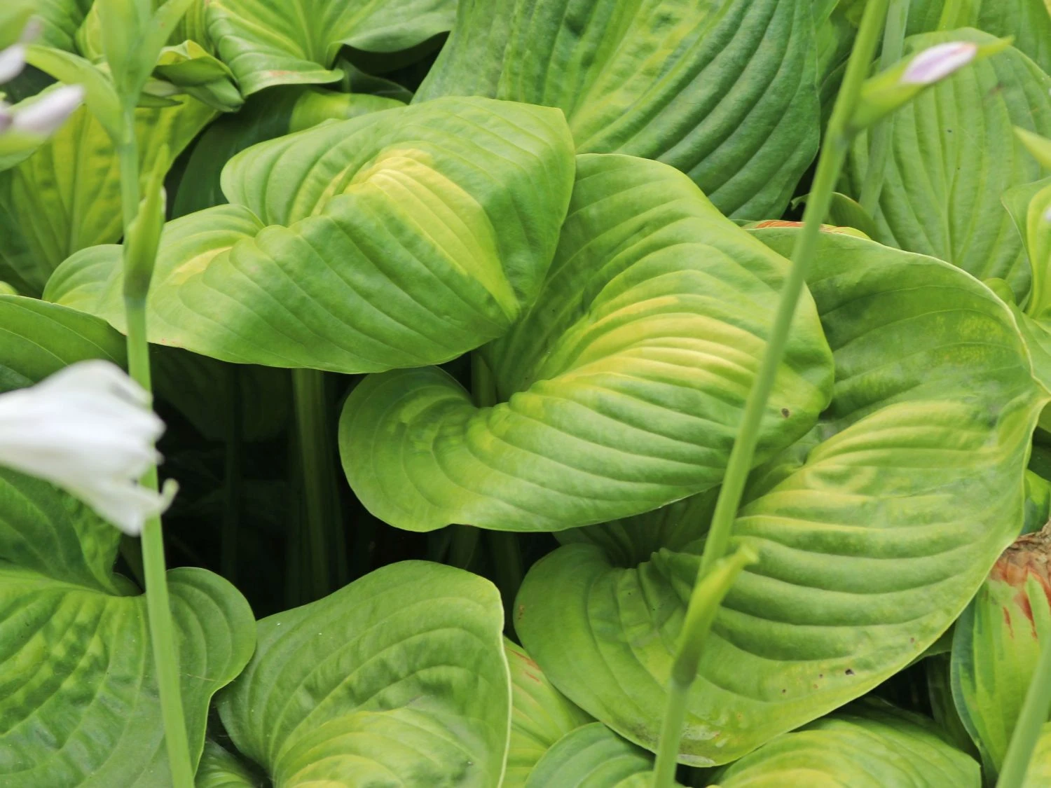 Duftende Lilien-Funkie 'Guacamole' 6 Duftende Lilien-Funkie 'Guacamole' – Bild 4