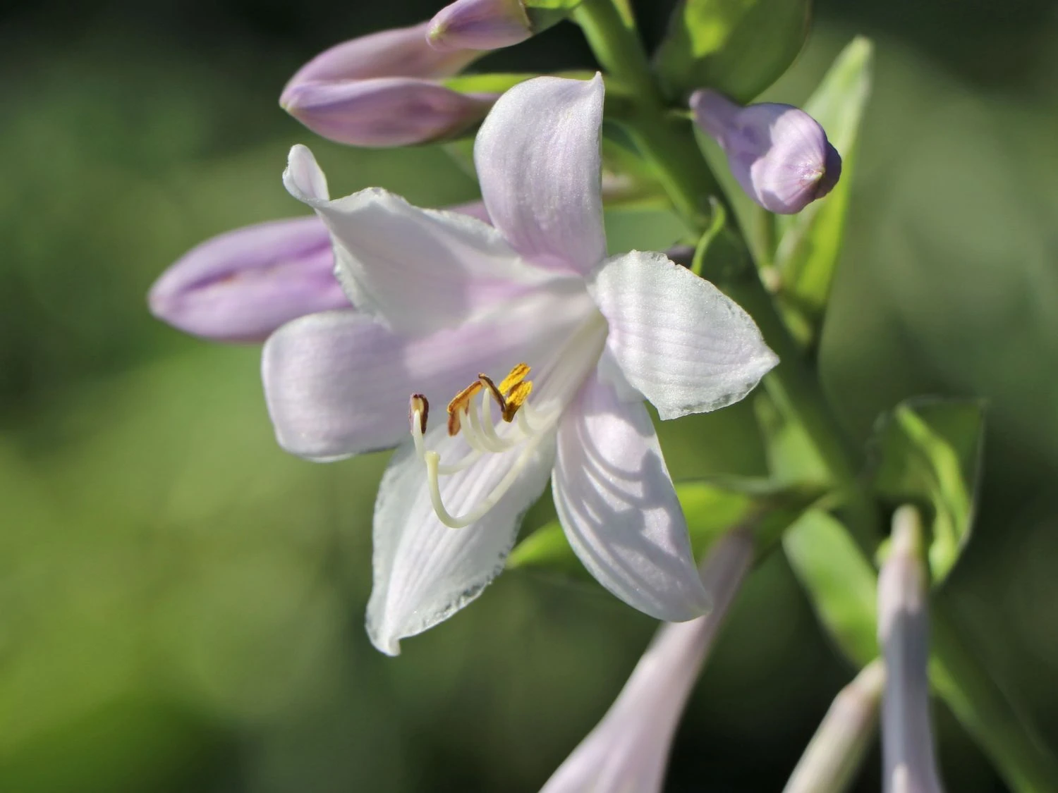 Duftende Lilien-Funkie 'Guacamole' 7 Duftende Lilien-Funkie 'Guacamole' – Bild 5