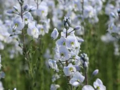 Ehrenpreis 'Tissington White' 12 Ehrenpreis 'Tissington White' -Günstiges Garten Zart Geschäft ehrenpreis tissington white m117811 w 5