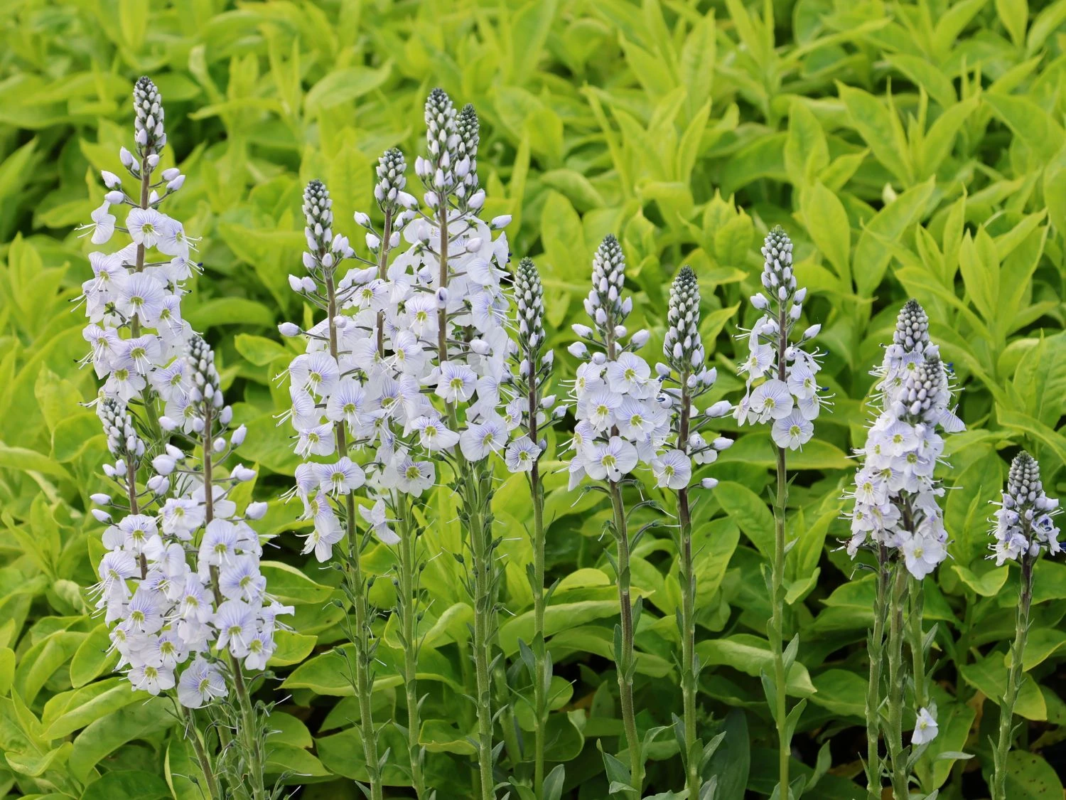 Ehrenpreis 'Tissington White' 6 Ehrenpreis 'Tissington White' – Bild 4