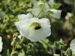 Einfachblühende Stockrose Spotlight-Serie 'Polarstar' -Günstiges Garten Zart Geschäft einfachbluehende stockrose spotlight serie polarstar m061599 w 0