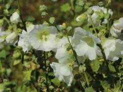 Einfachblühende Stockrose Spotlight-Serie 'Polarstar' -Günstiges Garten Zart Geschäft einfachbluehende stockrose spotlight serie polarstar m061599 w 1