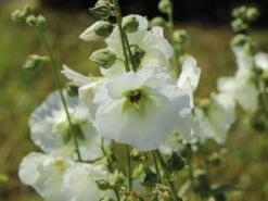 Einfachblühende Stockrose Spotlight-Serie 'Polarstar' -Günstiges Garten Zart Geschäft einfachbluehende stockrose spotlight serie polarstar m061599 w 2