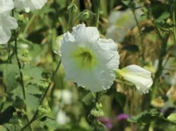 Einfachblühende Stockrose Spotlight-Serie 'Polarstar' -Günstiges Garten Zart Geschäft einfachbluehende stockrose spotlight serie polarstar m061599 w 4