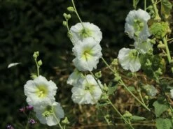 Einfachblühende Stockrose Spotlight-Serie 'Polarstar' -Günstiges Garten Zart Geschäft einfachbluehende stockrose spotlight serie polarstar m061599 w 5