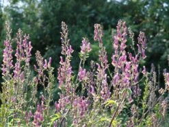 Eisenhut 'Purple Sparrow'