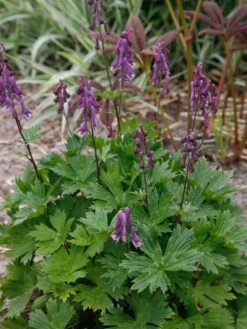 Eisenhut 'Purple Sparrow' -Günstiges Garten Zart Geschäft eisenhut purple sparrow m117737 w 0