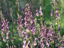 Eisenhut 'Purple Sparrow' -Günstiges Garten Zart Geschäft eisenhut purple sparrow m117737 w 2