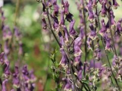 Eisenhut 'Purple Sparrow' -Günstiges Garten Zart Geschäft eisenhut purple sparrow m117737 w 3