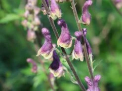 Eisenhut 'Purple Sparrow' -Günstiges Garten Zart Geschäft eisenhut purple sparrow m117737 w 4