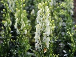 Eisenhut 'Schneewittchen' -Günstiges Garten Zart Geschäft eisenhut schneewittchen m057570 w 0