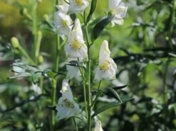 Eisenhut 'Schneewittchen' -Günstiges Garten Zart Geschäft eisenhut schneewittchen m057570 w 1