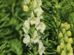 Eisenhut 'Schneewittchen' -Günstiges Garten Zart Geschäft eisenhut schneewittchen m057570 w 10