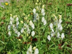 Eisenhut 'Schneewittchen' -Günstiges Garten Zart Geschäft eisenhut schneewittchen m057570 w 2