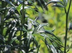 Eisenhut 'Schneewittchen' -Günstiges Garten Zart Geschäft eisenhut schneewittchen m057570 w 3