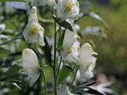 Eisenhut 'Schneewittchen' -Günstiges Garten Zart Geschäft eisenhut schneewittchen m057570 w 4