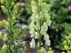 Eisenhut 'Schneewittchen' -Günstiges Garten Zart Geschäft eisenhut schneewittchen m057570 w 6