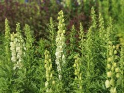 Eisenhut 'Schneewittchen' -Günstiges Garten Zart Geschäft eisenhut schneewittchen m057570 w 8