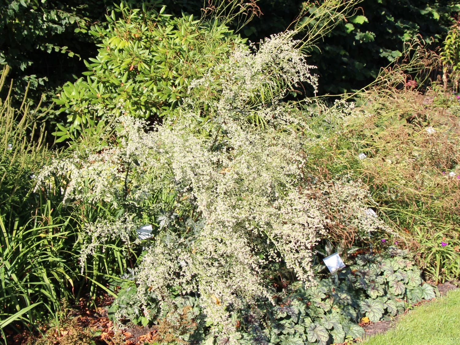 Elfenraute 'Weiße Dame' 4 Elfenraute 'Weiße Dame' – Bild 2