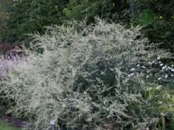 Elfenraute 'Weiße Dame' 7 Elfenraute 'Weiße Dame' -Günstiges Garten Zart Geschäft elfenraute weisse dame m057723 w 1