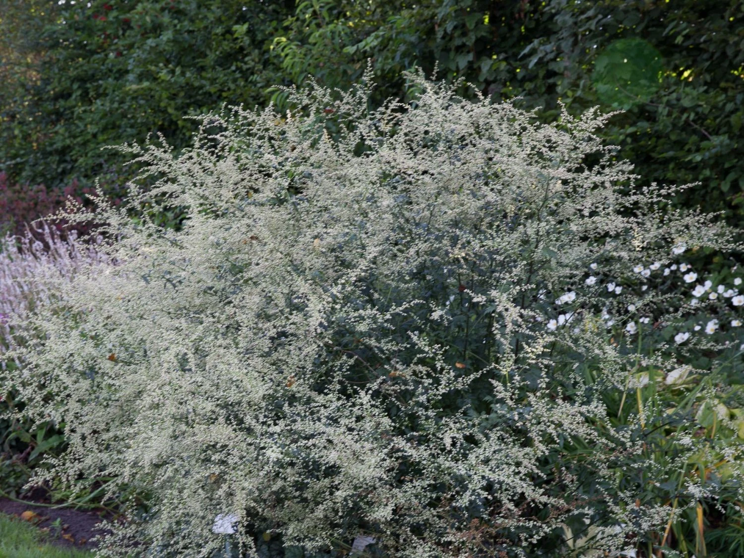 Elfenraute 'Weiße Dame' 5 Elfenraute 'Weiße Dame' – Bild 3